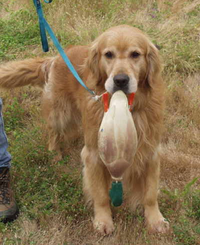 Tiger,  CH Sherwood's Let's Play A Round CD NA NAJ